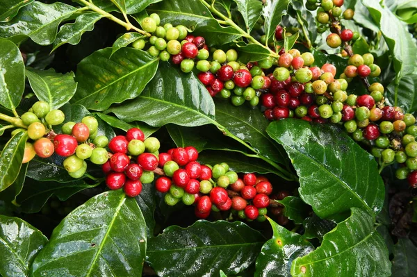 Grãos de café amadurecendo — Fotografia de Stock