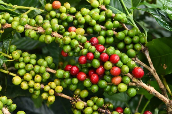 Granos de café maduración —  Fotos de Stock