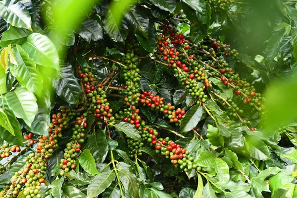 Kahve çekirdekleri olgunlaşma 