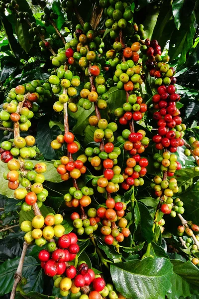 Kahve çekirdekleri olgunlaşma 