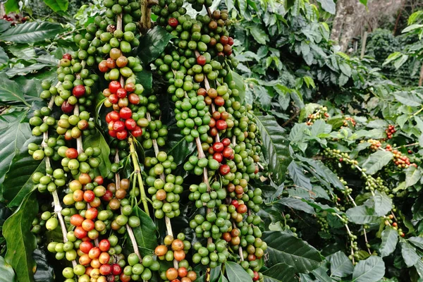 Kahve çekirdekleri olgunlaşma 