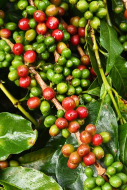 Kahve çekirdekleri olgunlaşma 