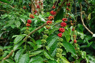 Kahve çekirdekleri olgunlaşma 