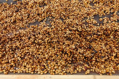 taze kahve çekirdeği 