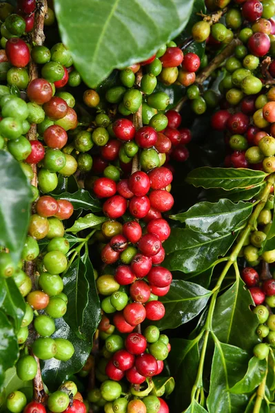 Kahve çekirdekleri olgunlaşma 