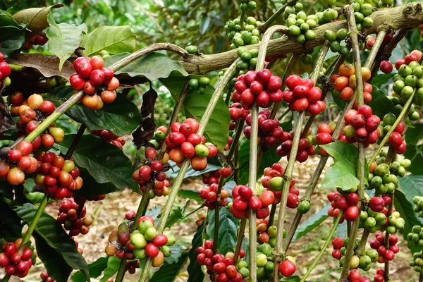 Granos de café maduración —  Fotos de Stock