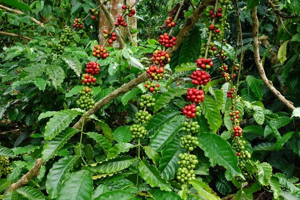 Kahve çekirdekleri olgunlaşma 