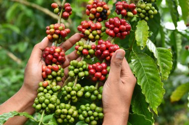 Kahve çekirdekleri olgunlaşma 
