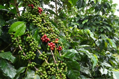 Kahve çekirdekleri olgunlaşma 