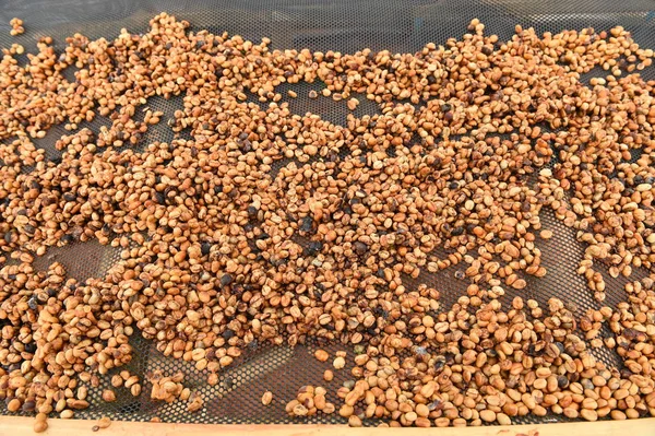 Close up of coffee beans — Stock Photo, Image