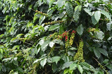 Kahve çekirdekleri olgunlaşma 