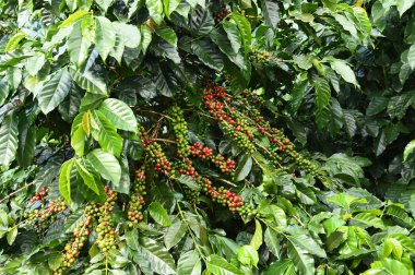 Kahve çekirdekleri olgunlaşma 