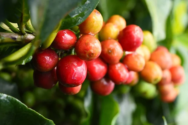 Granos de café maduración —  Fotos de Stock