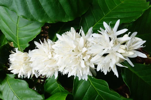 Flor de árvore de café — Fotografia de Stock