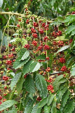Kahve çekirdekleri olgunlaşma 