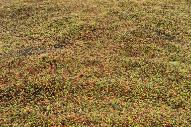 taze kahve çekirdeği 