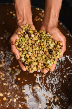 Kahve çekirdekleri ve taze meyveleri fasulye 