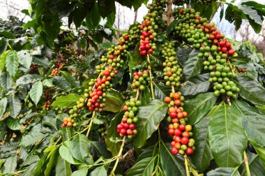 Kahve çekirdekleri olgunlaşma 