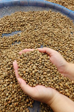 taze kahve çekirdeği 