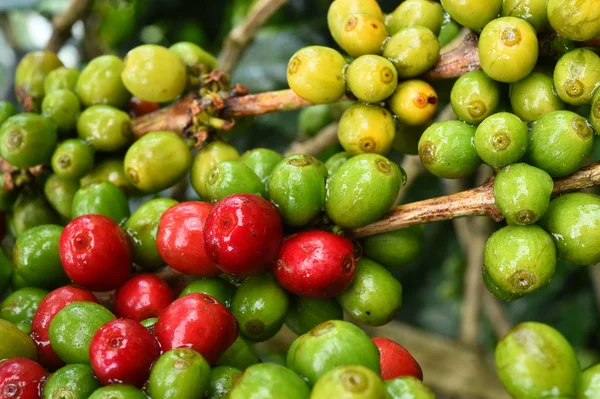 Koffiebonen rijping — Stockfoto