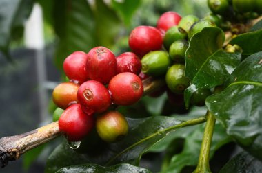 Kahve çekirdekleri olgunlaşma 