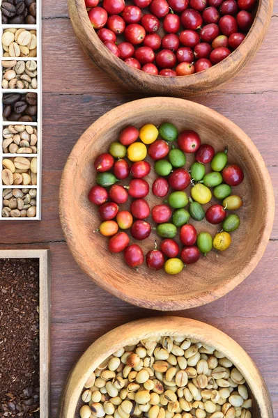 Ziarna kawy i świeże jagody fasoli — Zdjęcie stockowe