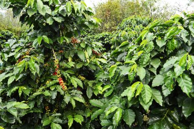 Kahve çekirdekleri olgunlaşma 