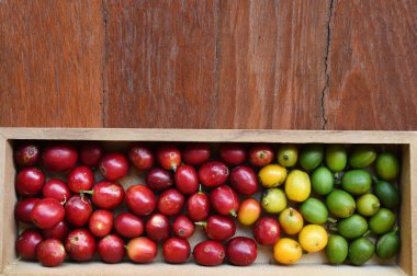 taze kahve çekirdeği 