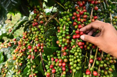 Kahve çekirdekleri olgunlaşma 