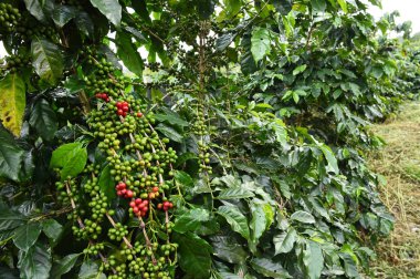 Kahve çekirdekleri olgunlaşma 