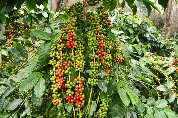 成熟的咖啡豆 — 图库照片