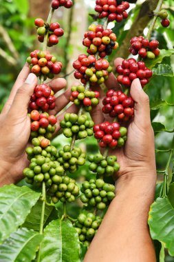Kahve çekirdekleri olgunlaşma 
