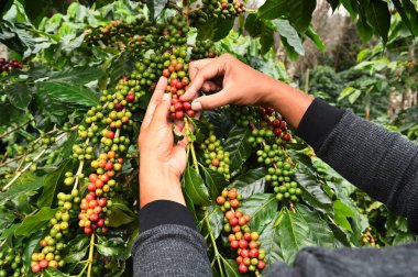 Kahve çekirdekleri olgunlaşma 