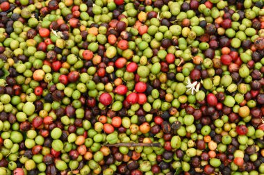 taze kahve çekirdeği 