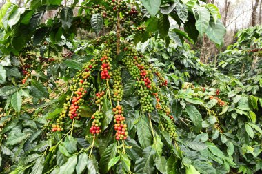 Kahve çekirdekleri olgunlaşma 