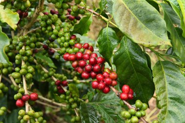 Kahve çekirdekleri olgunlaşma 