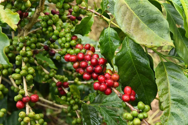 Kahve çekirdekleri olgunlaşma 