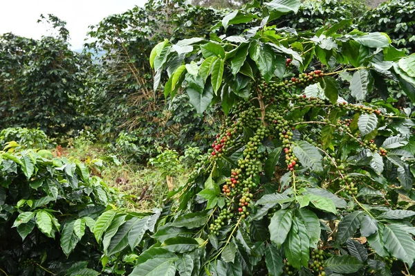 Kahve çekirdekleri olgunlaşma 