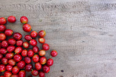 taze kahve çekirdeği 