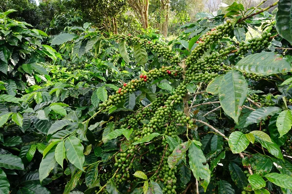 Granos de café maduración — Foto de Stock