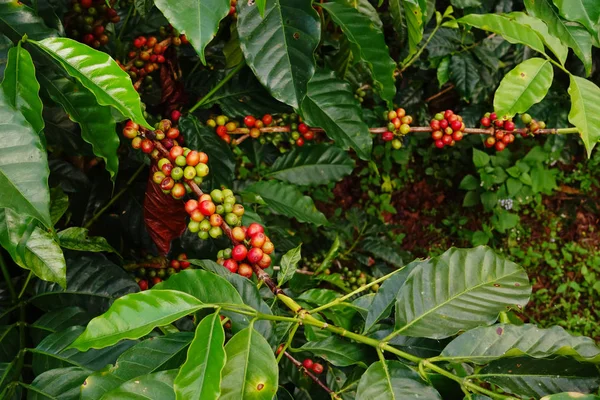 Kávová zrna zrání — Stock fotografie