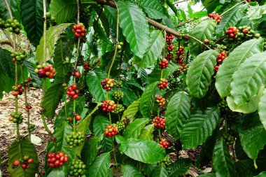 Kahve çekirdekleri olgunlaşma 