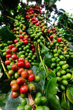 Kahve çekirdekleri olgunlaşma 