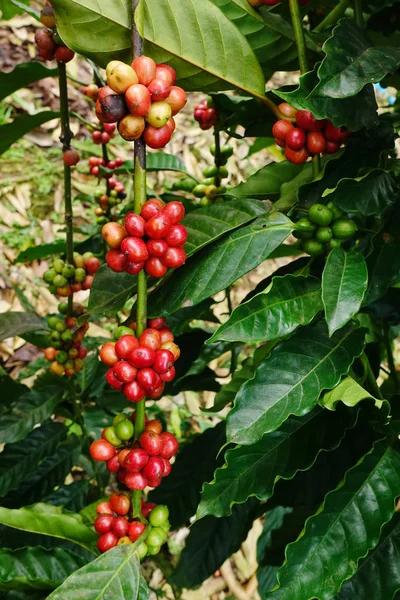 成熟的咖啡豆 — 图库照片