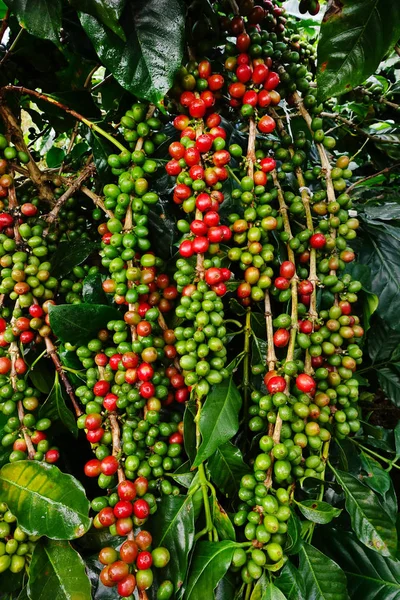 Granos de café maduración —  Fotos de Stock