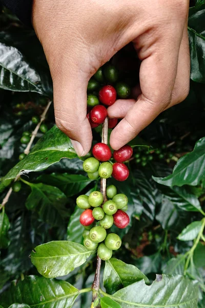 Koffiebonen rijping — Stockfoto