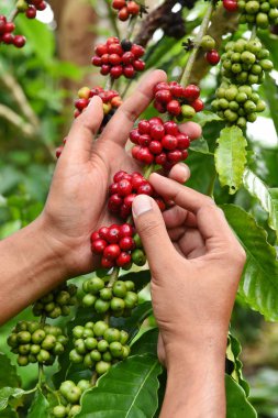 Kahve çekirdekleri olgunlaşma 