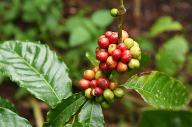 Kahve çekirdekleri olgunlaşma 