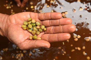 taze kahve çekirdeği 