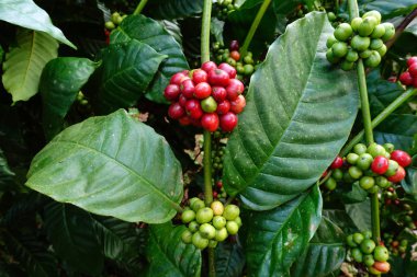 Kahve çekirdekleri olgunlaşma 